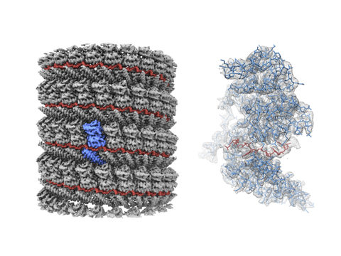 Ebola Virus Protein