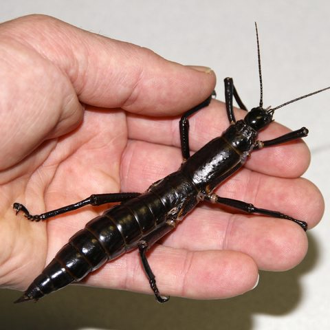 The Lord Howe Island Stick Insect Lives: A Story of Survival | Okinawa ...